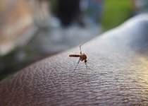 Anti-moustique naturel : la gamme anti-pique Puressentiel